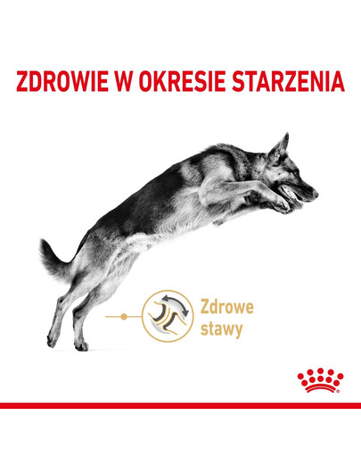 ROYAL CANIN German Shepherd Adult 5+ 3 kg Trockenfutter für ausgewachsene Deutsche Schäferhunde ab 5 Jahren