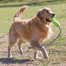 KONG AirDog Fetch Stick with Rope M