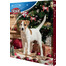TRIXIE Adventskalender für Hunde