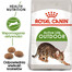 ROYAL CANIN Outdoor 24x400 g karma sucha dla kotów dorosłych, wychodzących na zewnątrz