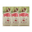 CARNILOVE True Fresh Dog Duck Puppies 3x4 kg sucha karma ze świeżą kaczką dla szczeniąt