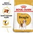 ROYAL CANIN Beagle Adult Hundefutter trocken 24 kg (2 x 12 kg)