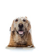 FERA Sportbeutel mit dem Bildaufdruck des Hund Golden Retriever